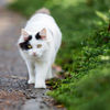 『一日一猫，12日目』