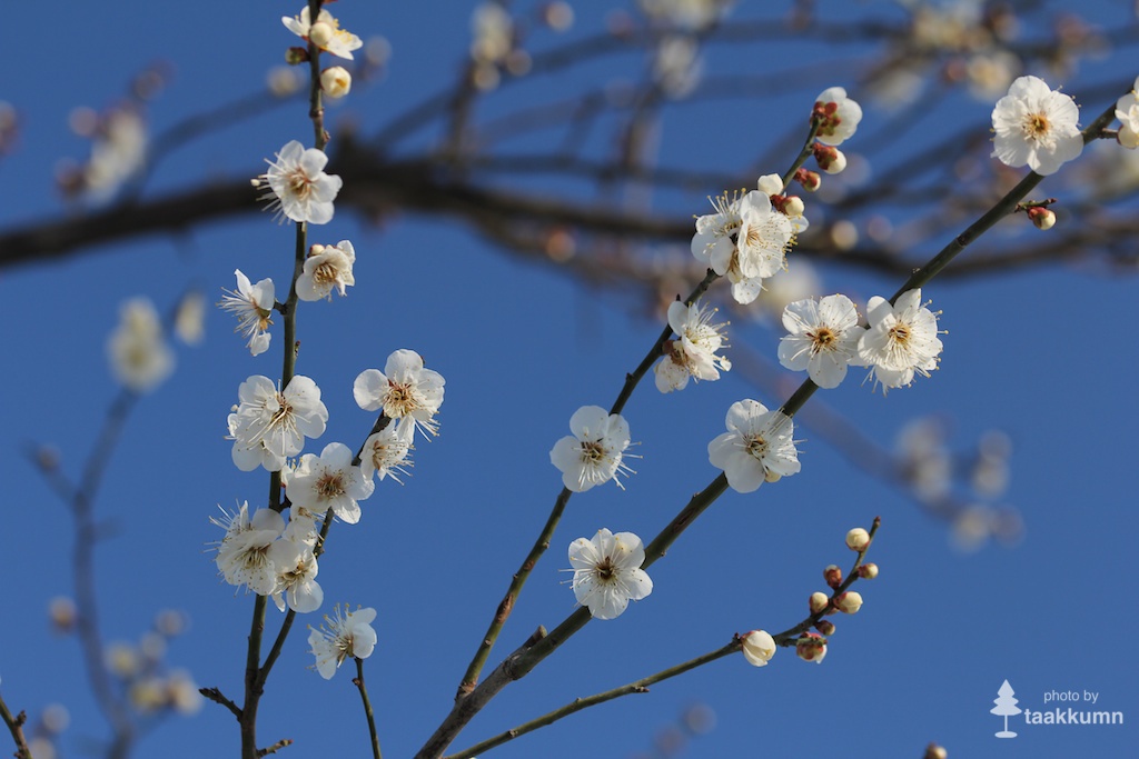 白梅満開の枝