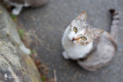 『一日一猫，14日目』