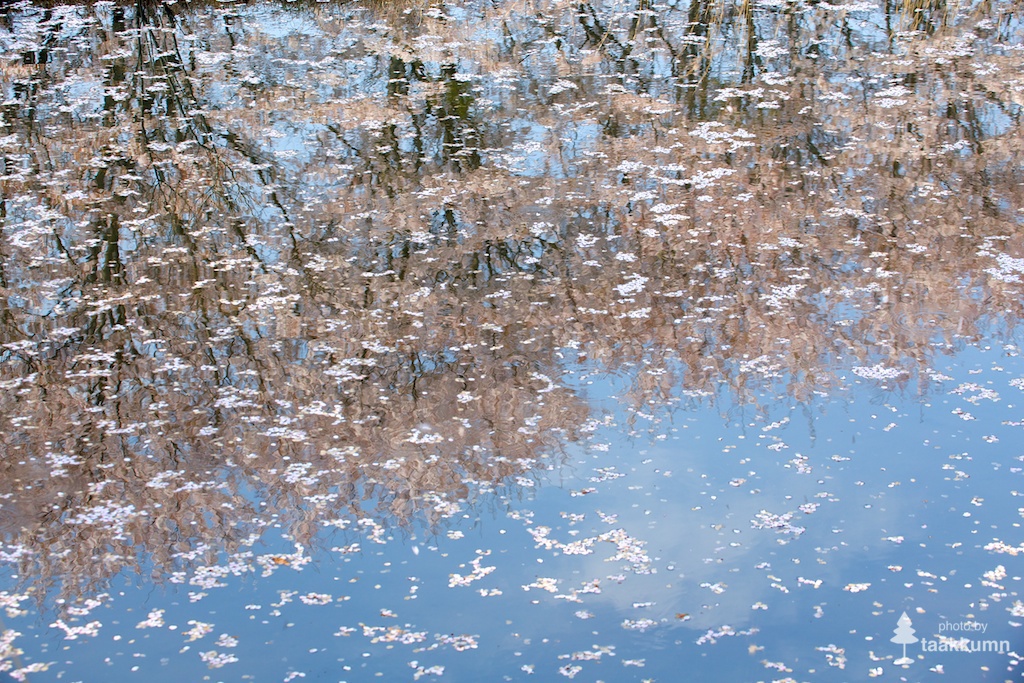 印象派の逆さ桜