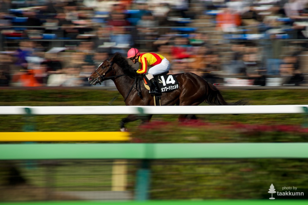 初チャレンジ東京競馬場（6）