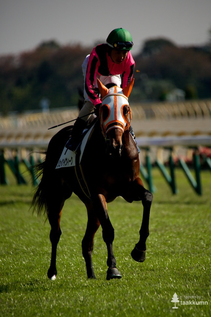初チャレンジ東京競馬場（3）