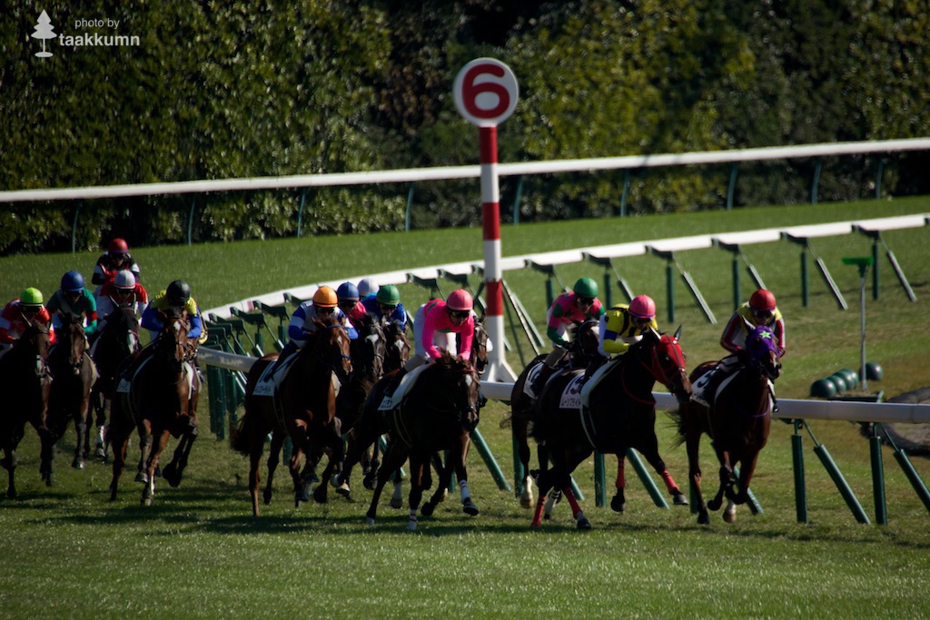 初チャレンジ東京競馬場（5）