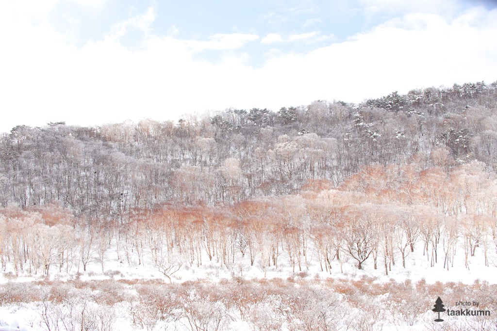 赤城山の霧氷（3）