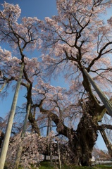 空へそびえる滝桜