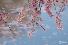 青に映える桜色