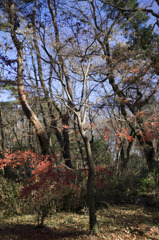 冬の木
