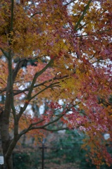 雨の紅葉