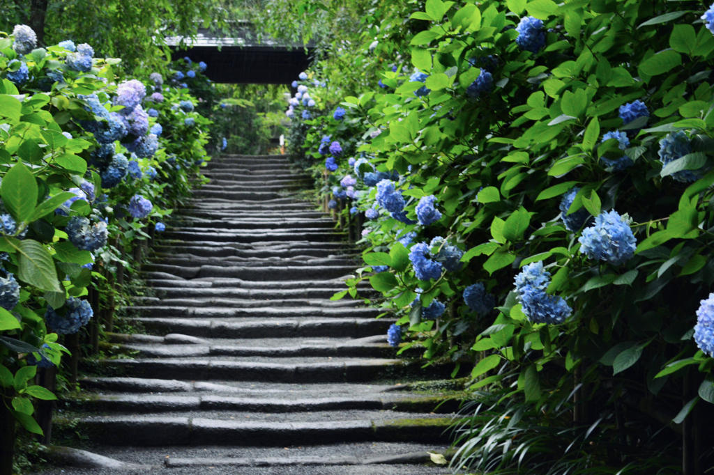 紫陽花の参道