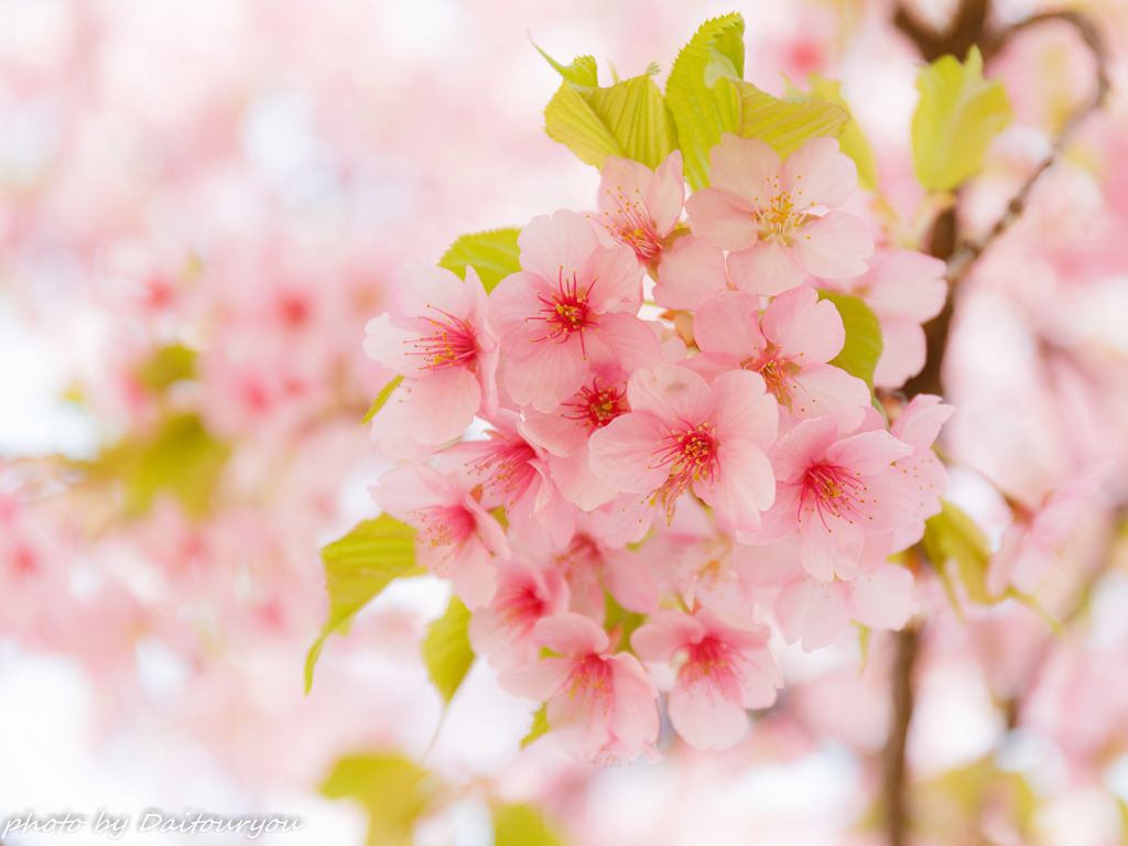 河津桜