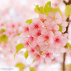 河津桜