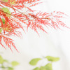 春紅葉