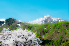 雪国の春～残雪と桜～