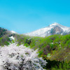 雪国の春～残雪と桜～