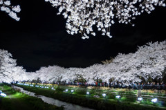 野川に咲く一夜の桜　～幻の夜桜～