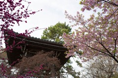 寺と早桜