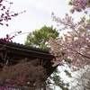 寺と早桜