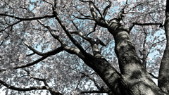 sakura~Bleach bypass~