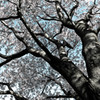 sakura~Bleach bypass~