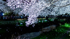 野川に咲く一夜の桜　～幻の夜桜2～