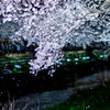 野川に咲く一夜の桜　～幻の夜桜2～