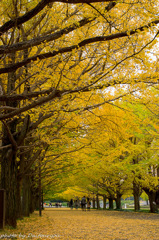 銀杏並木～昭和記念公園カナール～