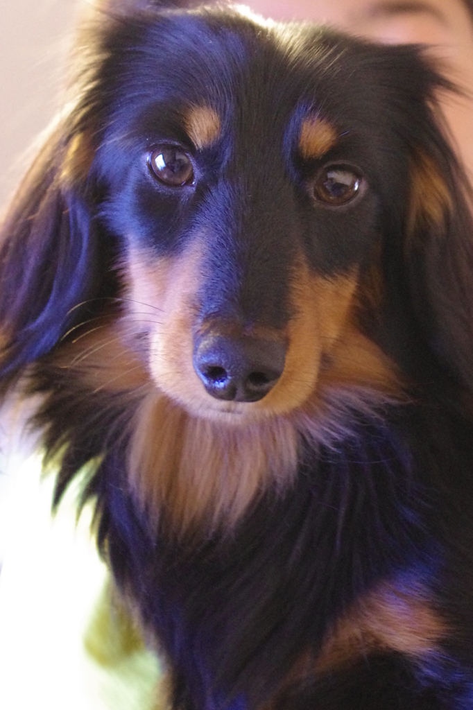 愛犬・・・