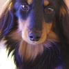 愛犬・・・