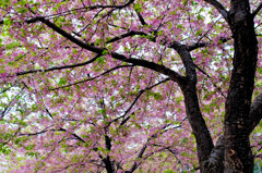 さくら咲け～河津桜2～