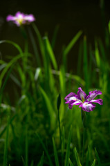 菖蒲