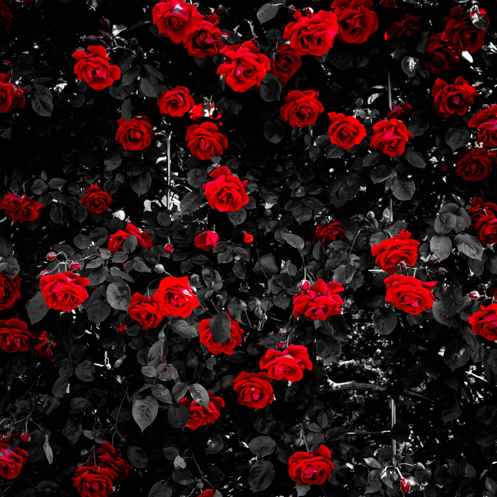 赤と黒～薔薇～ by 大棟梁 （ID：3424340） - 写真共有サイト:PHOTOHITO