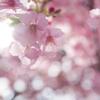初心の早桜
