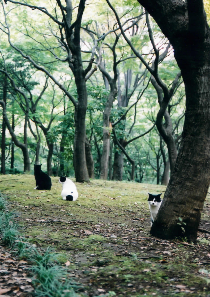 ねこ　ネコ　猫・・・