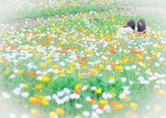 花と華～ポピー畑～