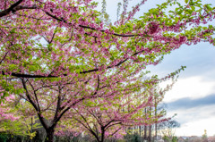 さくら咲け～河津桜～