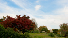 秋空～昭和記念公園～