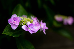 がく紫陽花