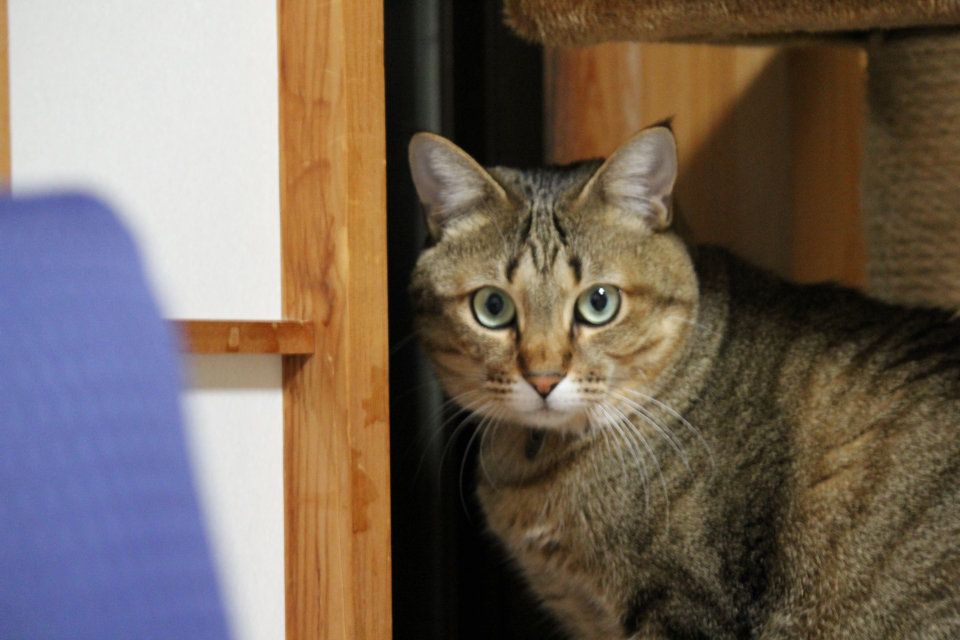 家猫