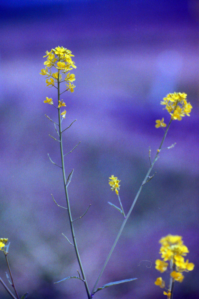 菜の花