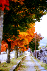 紅葉