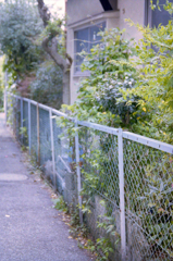 路地