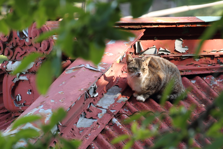 ねこ