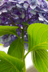 紫陽花