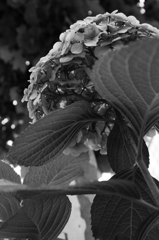 紫陽花