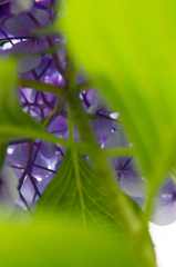 紫陽花