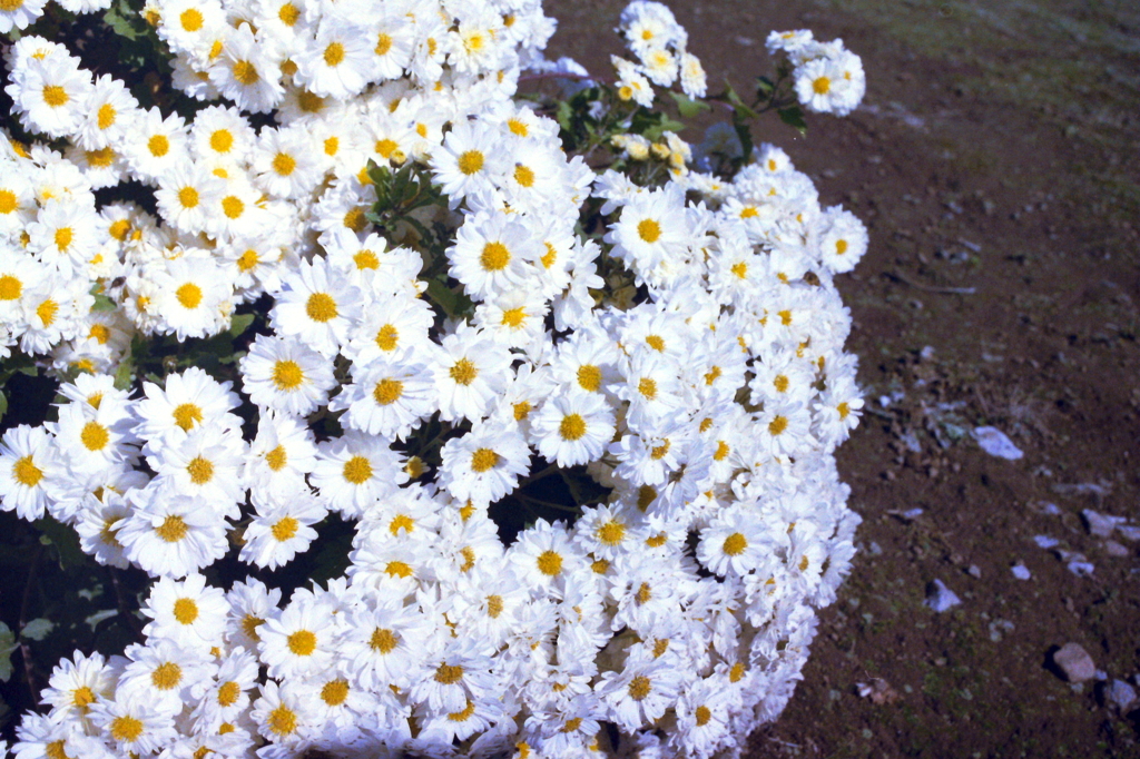 花