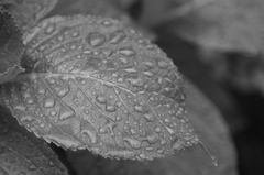 雨