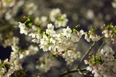 夜桜
