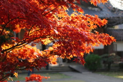 観音寺の紅葉