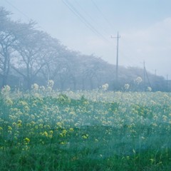 桜と菜の花